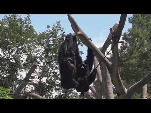 How will animals react to the April 8 total solar eclipse?