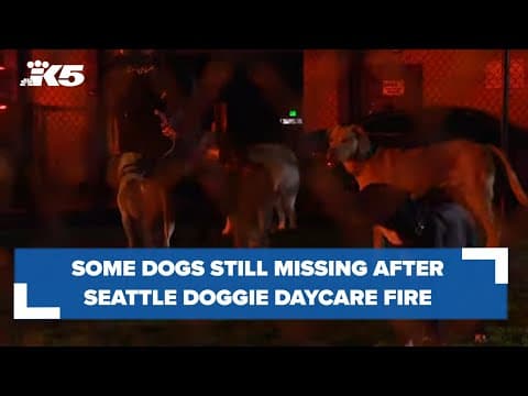 Seattle dog daycare staff working to reunite displaced animals with their owners after fire
