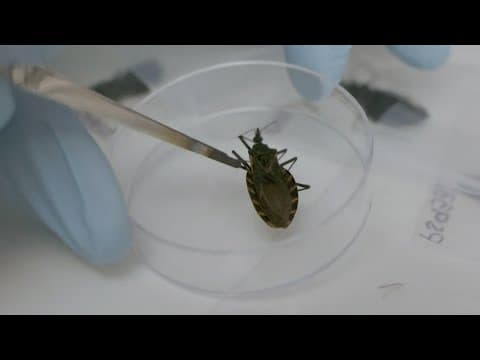 What is a kissing bug and are they common in Ohio?