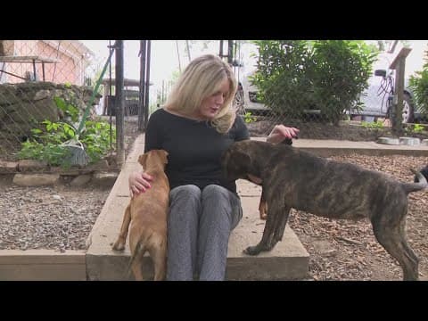 DC area animal shelters report more pets as owners face deportation by ICE