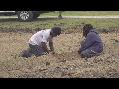 Louisiana farmers hit hard by USDA program cuts