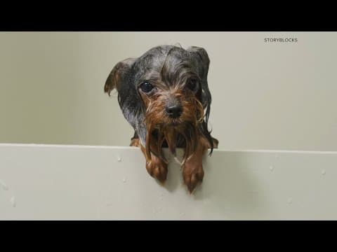 How to keep your pets safe in the heat