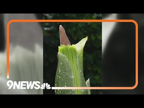 Rare corpse flower poised to bloom for first time in Colorado