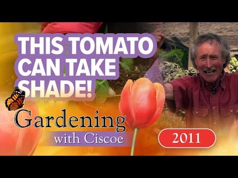 A tomato that can take shade! | Gardening with Ciscoe | Full Episode