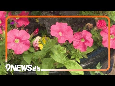 Proctor's Garden: Deadheading plants the right way