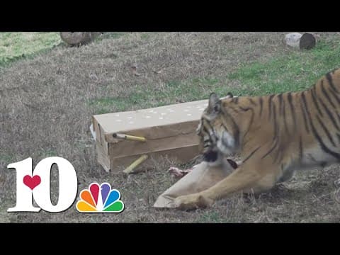 Happy birthday! Zoo Knoxville's tiger, Batari, turns 10 years old