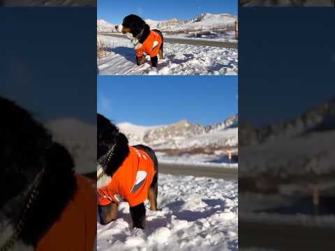 Parker The Snow Dog Passes Away at 8