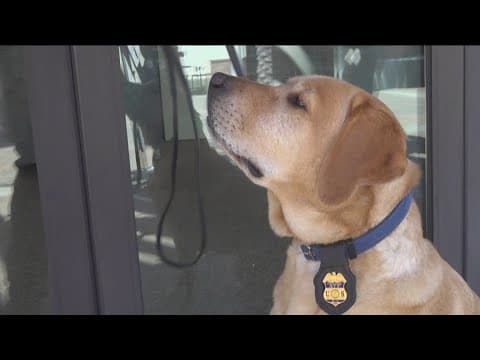ATF holds mass shooting training for K9 teams in San Diego