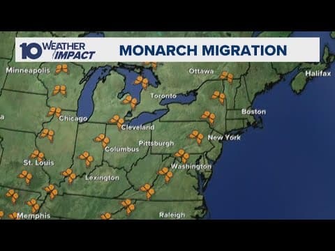 Monarch butterfly migration peaks in Ohio this month