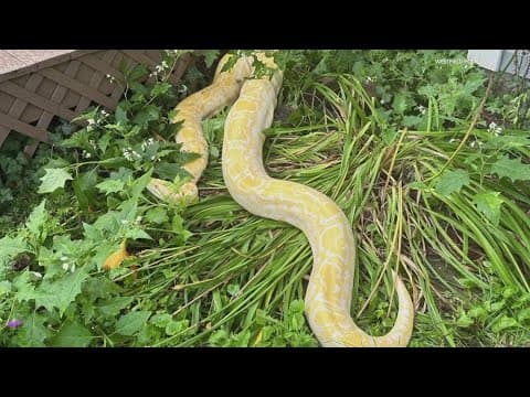 Westfield police seek python's owner