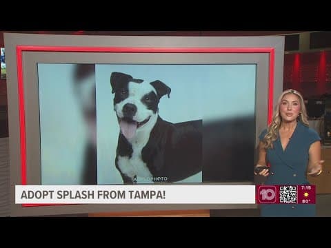 Give Splash from Tampa a fur-ever home!