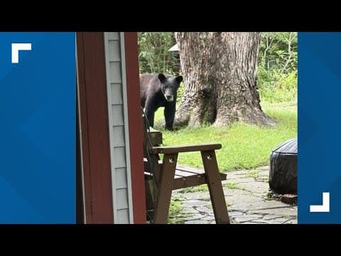 LIVE: Black bear hangs out in tree in Herndon, Virginia