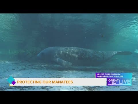 Protecting Florida’s gentle giants