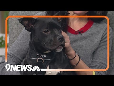 Petline9: Tig needs a forever home