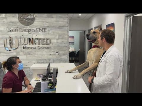 'Thor' the Great Dane therapy dog greets cancer patients, stars in Scooby Doo