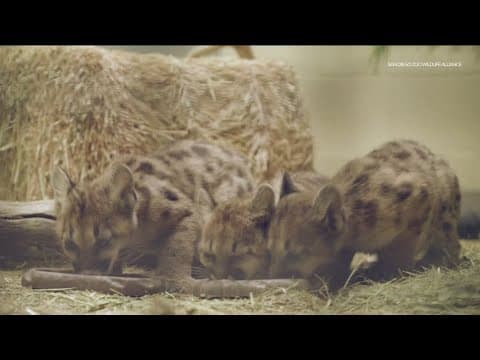 Zoo Day | Meet mountain lion cubs