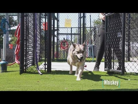 Tailwaggers: Meet Whiskey
