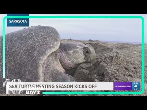 Sea turtle nesting season kicks off along Sarasota beaches