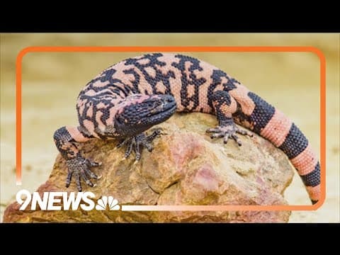 Colorado Gila monster death: Bite caused man's death