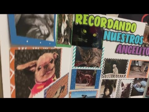 New Día de los Muertos tradition honoring pets