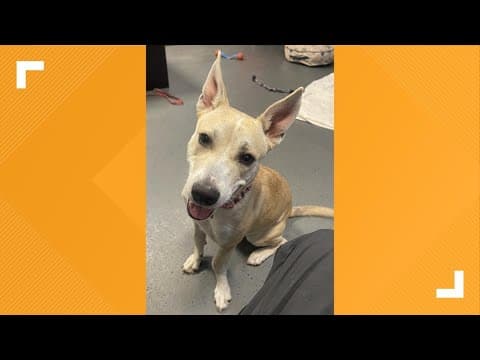 Pets of the Week: 3-8-2025