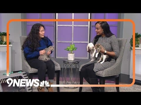 Petline9: These three kittens need forever homes