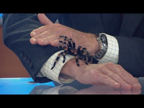 A Mexican Redknee Tarantula joins the CBS 8 team on set