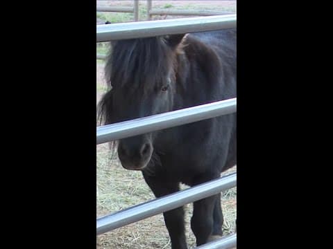 BLM cancels 30-year wild horse program at Colorado prison facility