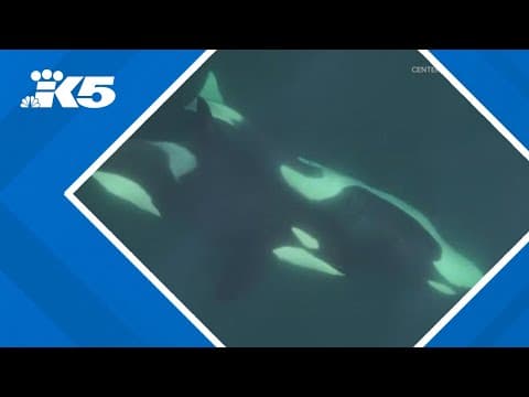 Southern Resident orcas use kelp to clean themselves, each other
