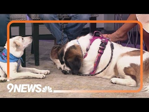 Strawberry Lemonade and Frankie are looking for a forever home!