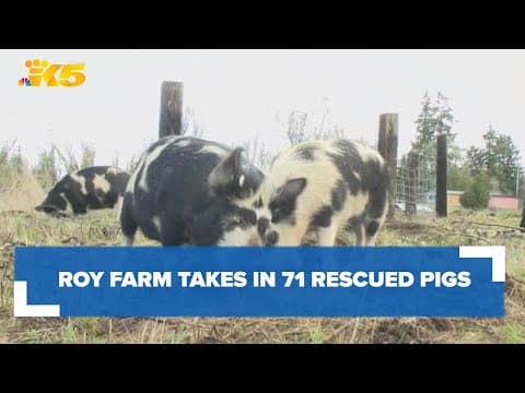 Roy farm takes in 71 rescued pigs