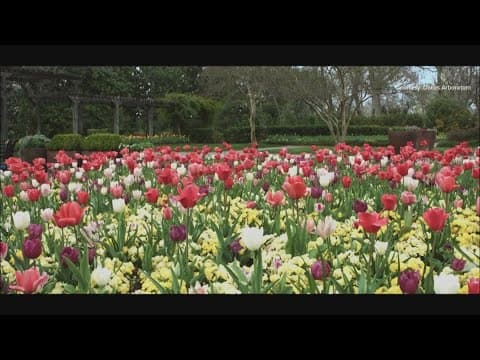 Meet the Dallas Arboretum's new CEO