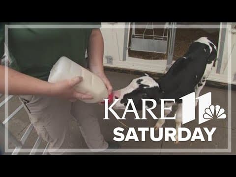 Look at these baby animals at the Minnesota Zoo