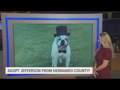 Give Jefferson from Hernando County a fur-ever home!