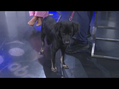 Tailwaggers: Meet Mali