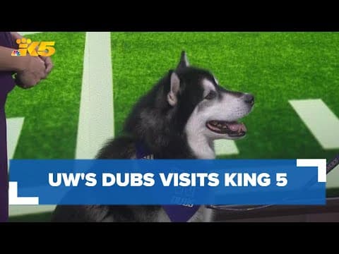 University of Washington's Dubs stops by KING 5 ahead of the Sugar Bowl