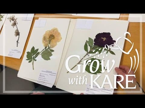 Grow with KARE: Preserving Minnesota’s beauty at the Arboretum’s Herbarium