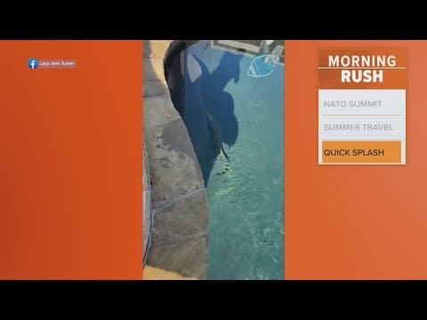 Gator spotted in an East Texas pool