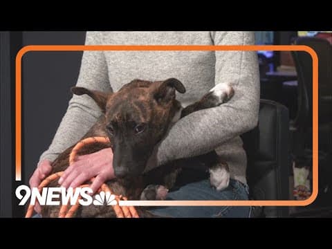 Traxx is available for adoption through the Evergreen Animal Protective League