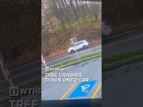 Tree crashes down onto SUV