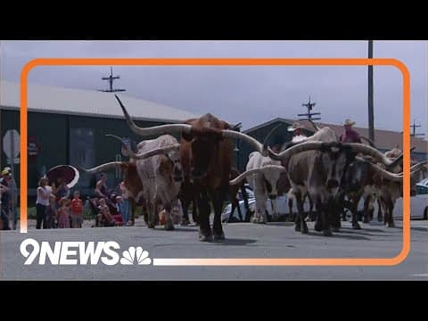 Longhorns help kick off the Greeley Stampede