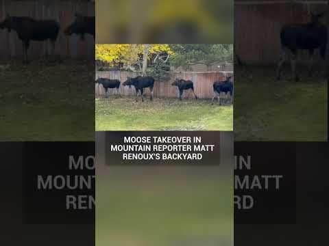 Moose relax in Colorado backyard