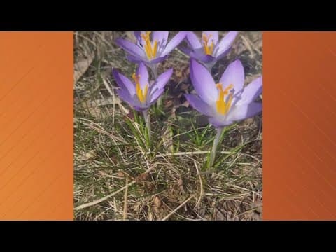 Share your signs of spring