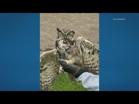 Delaware city employee rescues injured great horned owl