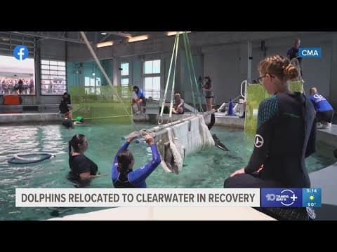 'Disturbing and unacceptable': Dolphins transferred to Clearwater from facility under investigation