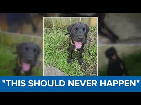 Family of dog mistakenly euthanized by LASPCA demanding investigation