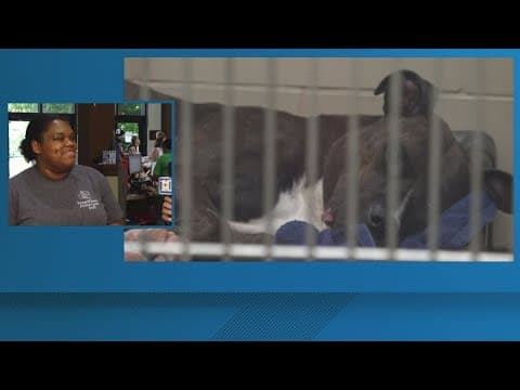 Young-Williams at critical capacity, looking for homes for cats and dogs