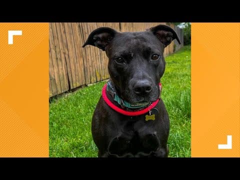 Pets of the Week: 5-11-2024