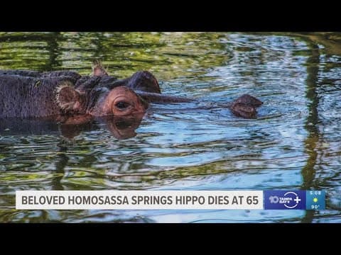 'Not just an animal': Beloved Homosassa Springs hippo dies at 65