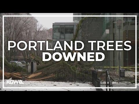 Wind gusts wreak havoc on Portland's trees as ice storm continues